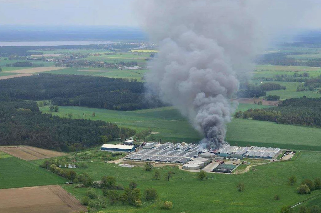 Im April 2024 brach in der Schweinzucht in Binde ein großes Feuer aus: Tausende Tiere verendeten qualvoll.