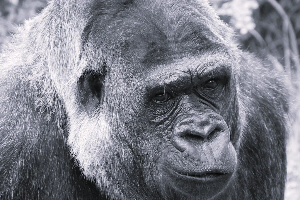 Die Flachlandgorilla-Dame Mpenzi wurde aufgrund von Zahnproblemen behandelt und starb nach der Narkose.