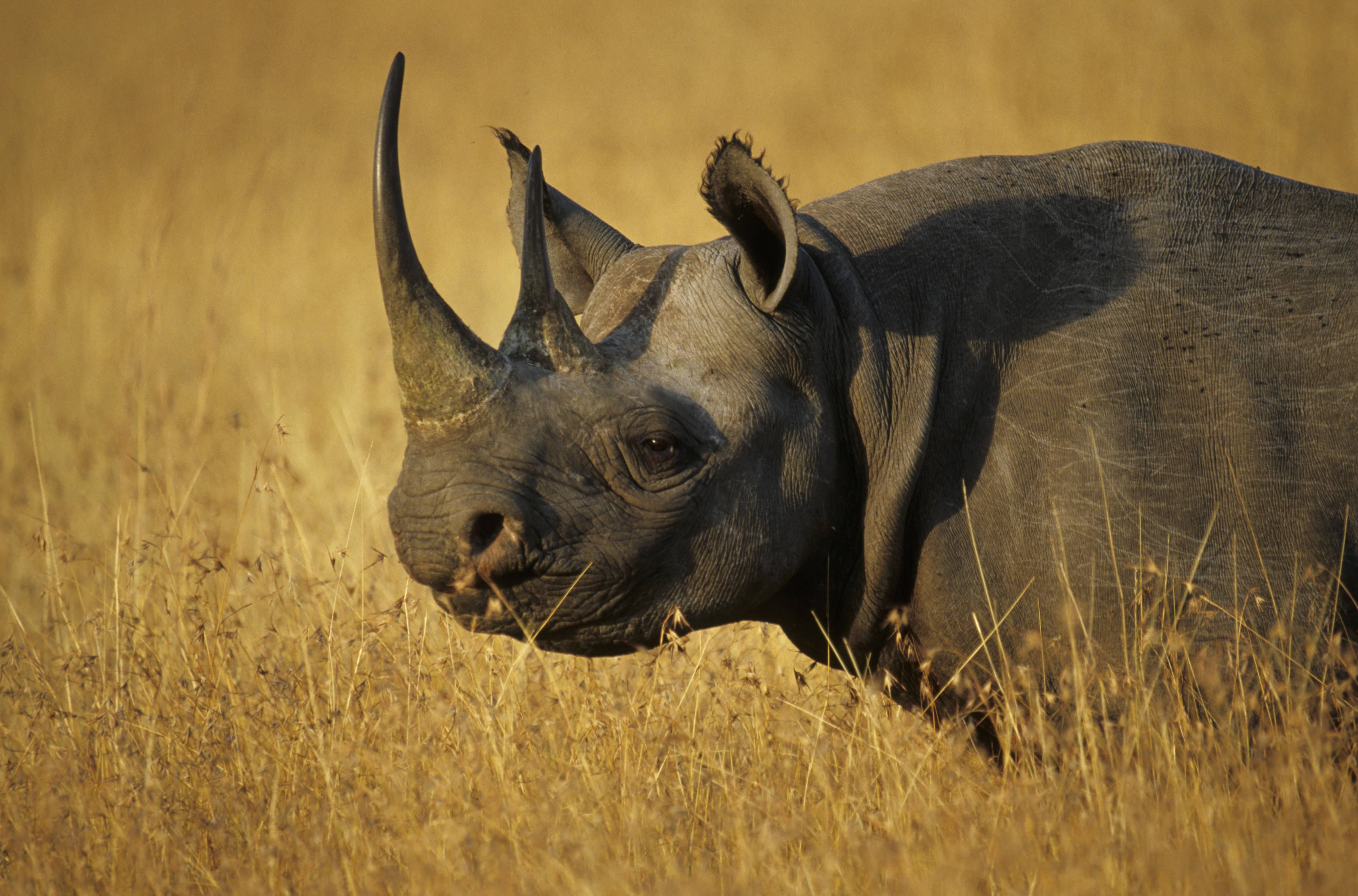 Etosha-Nationalpark: Wildes Nashorn greift Touristen auf Safari an