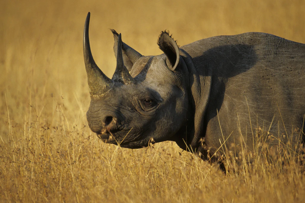 Ein Spitzmaulnashorn im Etosha-Nationalpark in Namibia beschädigte das Auto von Touristen. Das Bild zeigt ein Tier derselben Art.