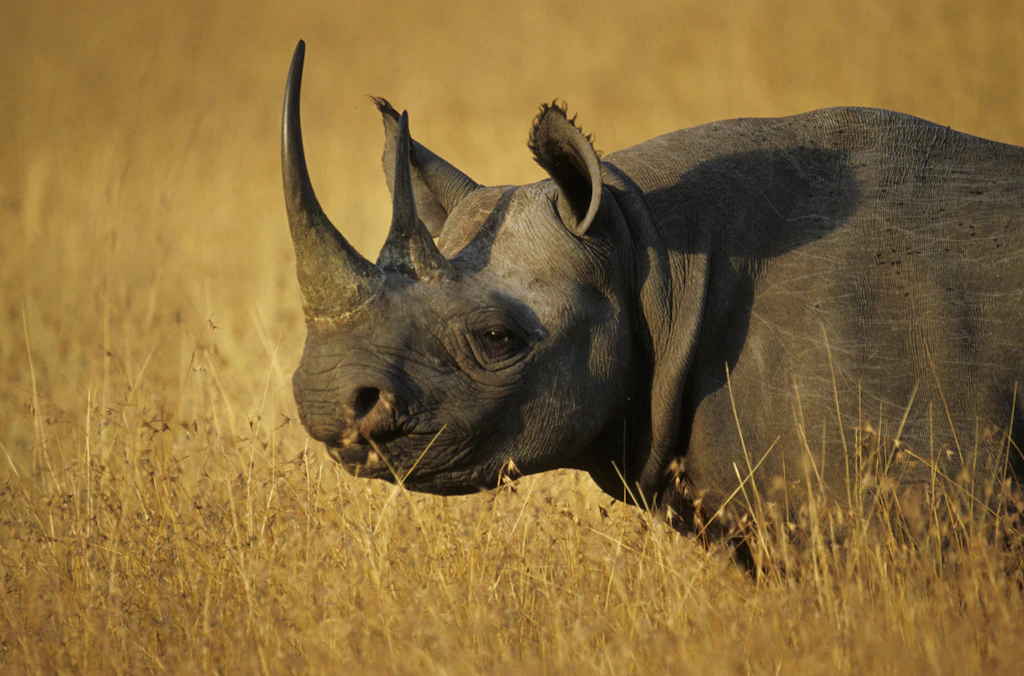 Etosha-Nationalpark: Wildes Nashorn greift Touristen auf Safari an