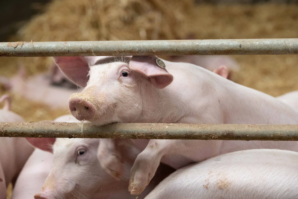 Die Schweinezucht steht schon länger in der Kritik. Mehr als 30.000 Tiere wurden dort gehalten. (Symbolbild)