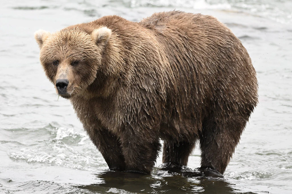 Fertig für den Winterschlaf: Ein Braunbär steht im Brooks River im Katmai-Nationalpark in Alaska. Bei der Fat Bear Week 2026 wählen Fans online den dicksten Bären des Jahres.
