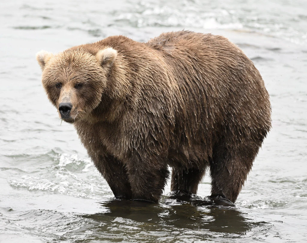Mit gebrochenem Kiefer auf 540 Kilo: Bär Chunk will die Fat Bear Week erneut gewinnen