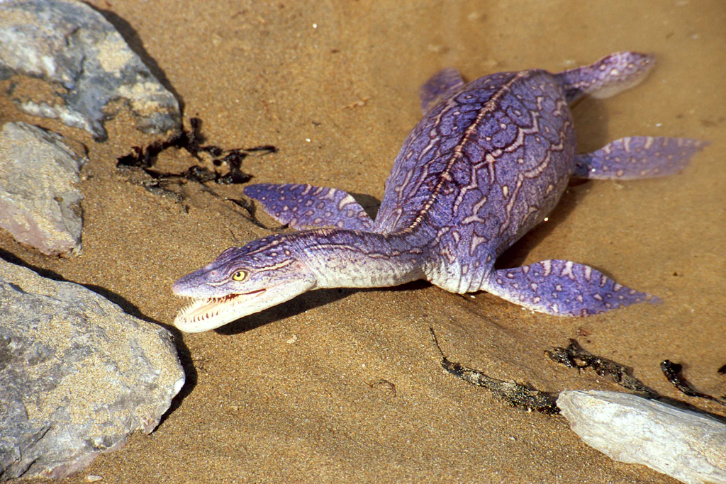 Rekonstruktion eines jungen Plesiosaurus macrocephalus