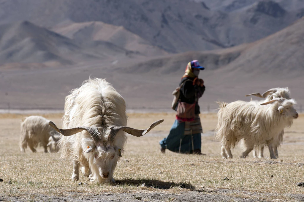 Kaschmir stammt aus dem feinen Unterfell zentralasiatischer Ziegen – hauptsächlich aus China und der Mongolei.