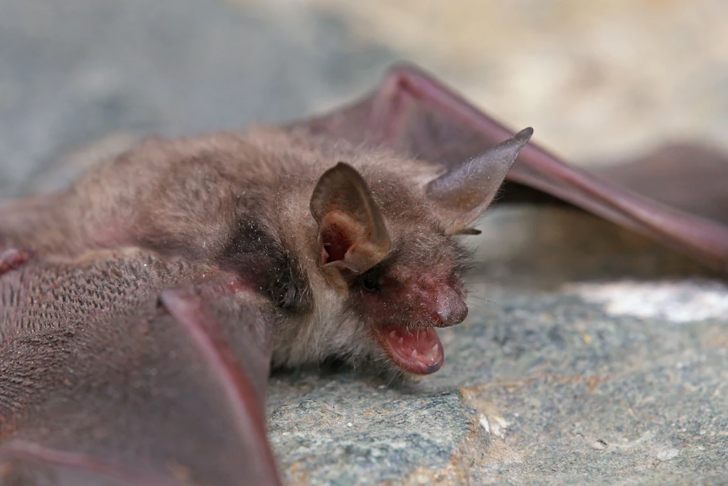 Das Große Mausohr (Myotis myotis) gehört zu den Fledermäusen.