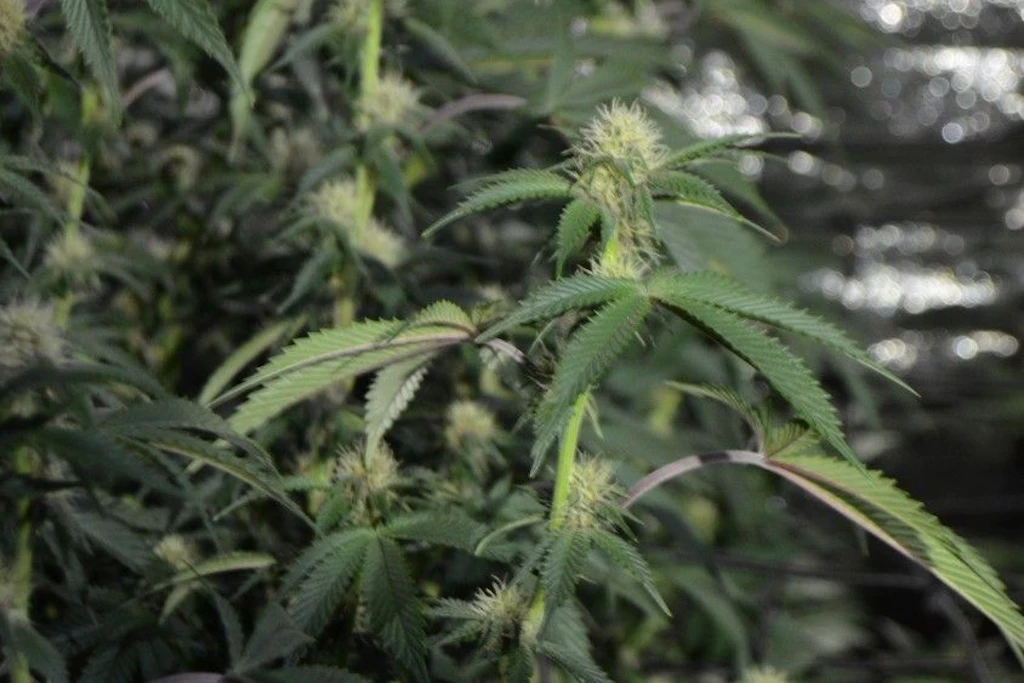 Bei Durchsuchungen im Harz wurden unter anderem Cannabispflanze sichergestellt.