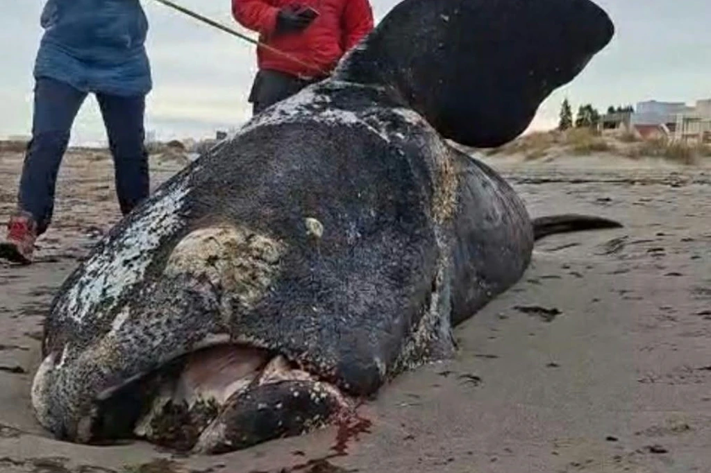 Ein totes Walkalb am Strand von Puerto Madryn. Wissenschaftler untersuchen derzeit, warum in Patagonien ungewöhnlich viele Jungtiere verenden.