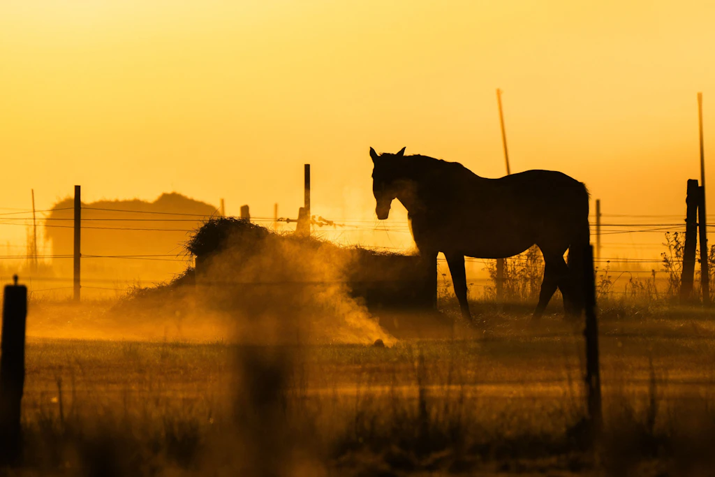 Ein Pferd auf einer Koppel bei Sonnenaufgang (Symbolfoto)
