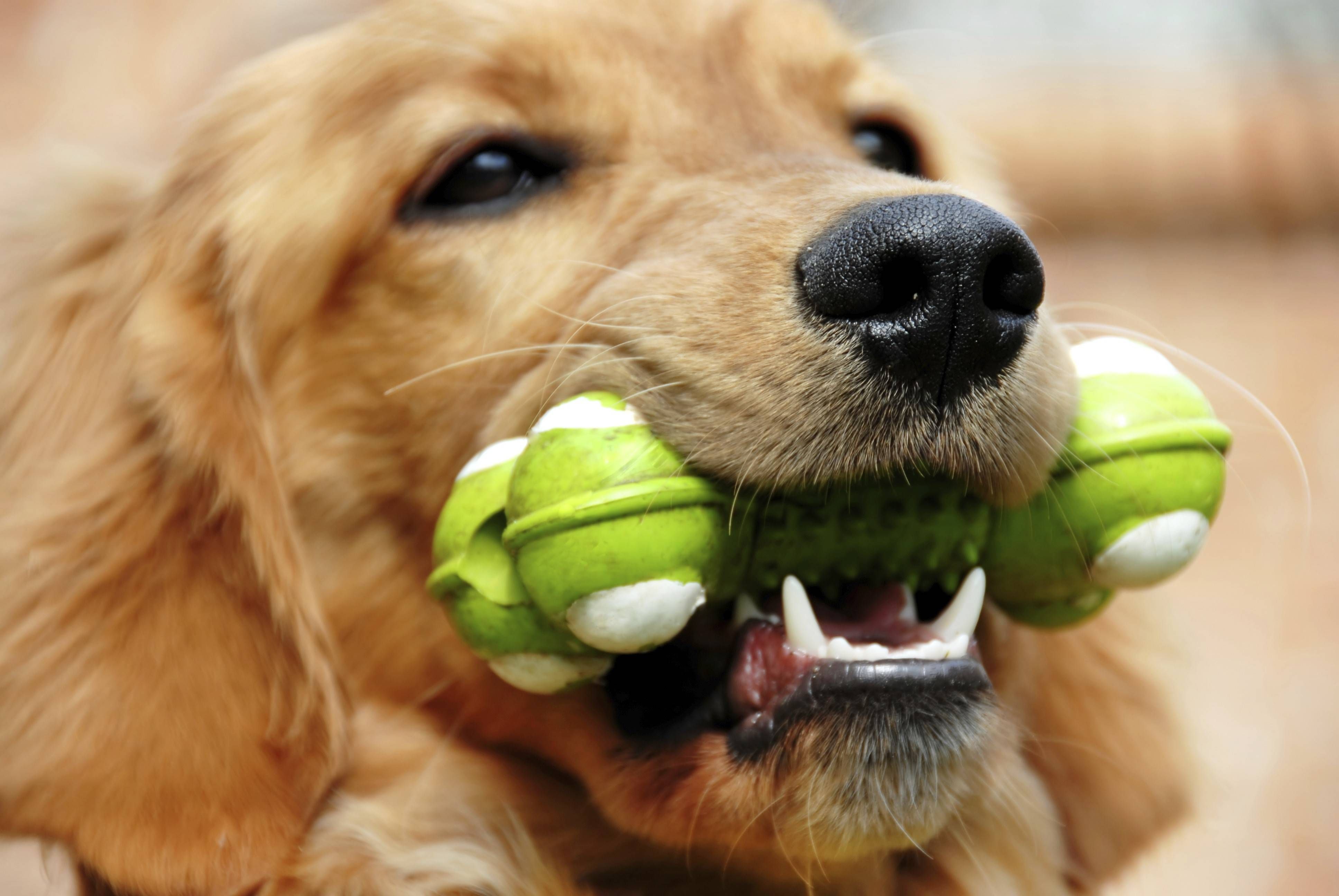 Einbrecher isst Joghurt und legt sich ins Hundebett – der Golden Retriever bringt ihm Spielzeug