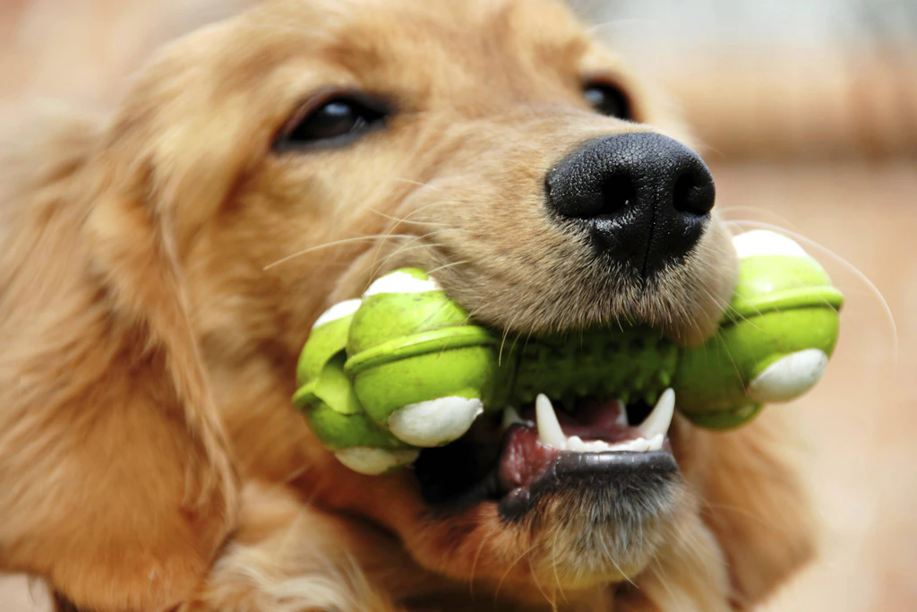 Ein Golden Retriever mit seinem Spielzeug. Genau so begrüßte Nash in San Diego einen Einbrecher und später auch die Polizei. (Symbolbild)