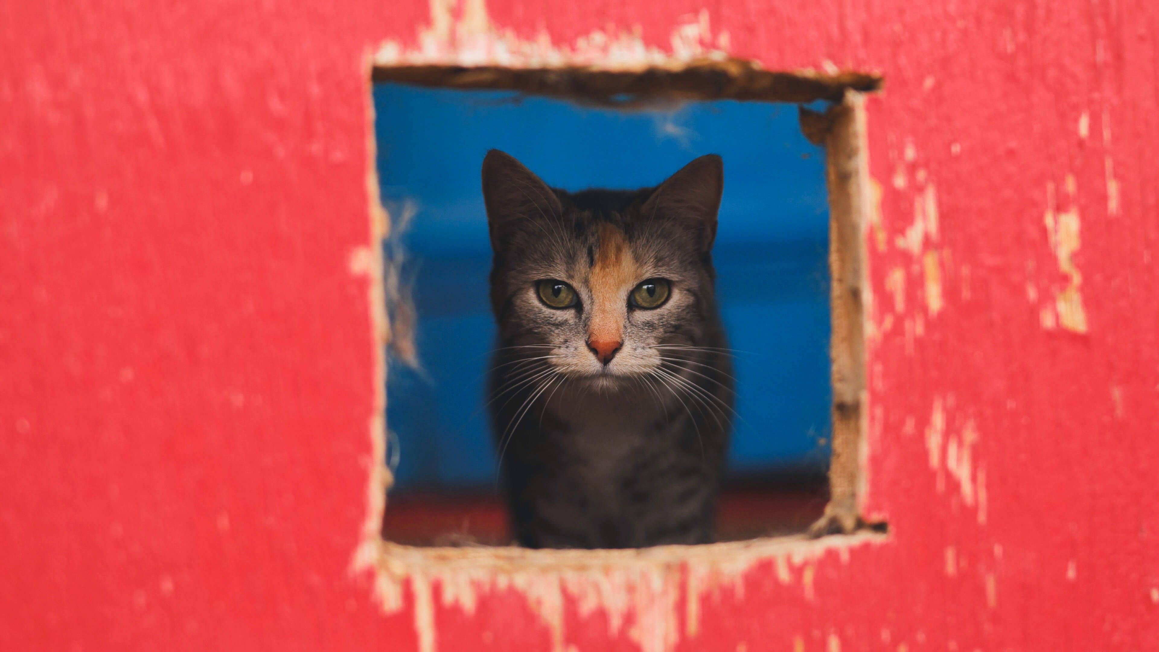 Katze steckt fünf Tage kopfüber in der Wand – dann kommt der „Catman“
