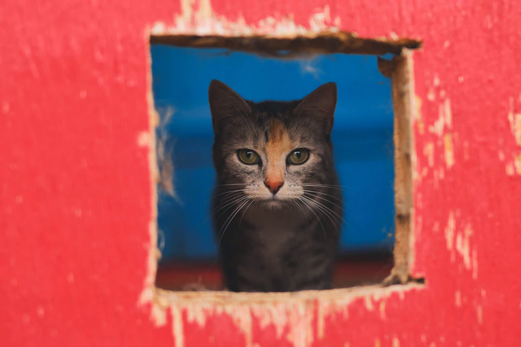 Eine Katze schaut aus einem Loch in einer Wand. Katze Lola aus Franklin Square auf Long Island steckte rund fünf Tage kopfüber in einer Hauswand fest. (Symbolbild)