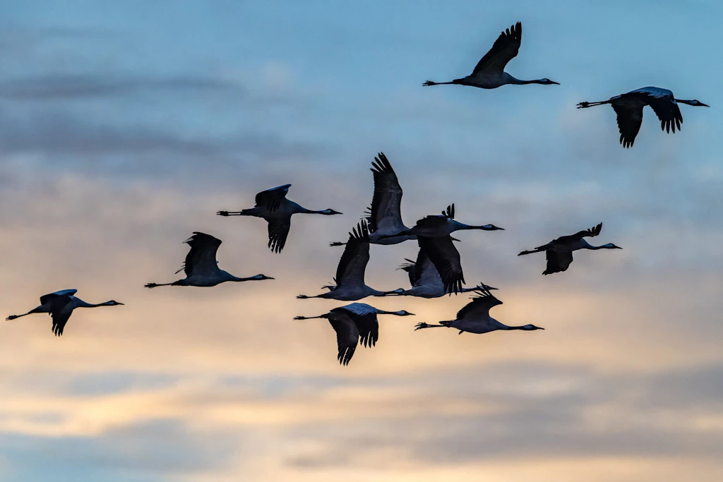 Kraniche kehren zurück: Naturschützer atmen nach Vogelgrippe-Herbst auf