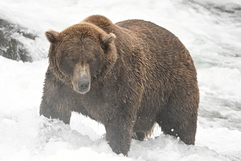 Ein Braunbär wartet im Brooks River im Katmai-Nationalpark in Alaska auf Lachse. Hier fressen sich die Tiere für die Fat Bear Week an.