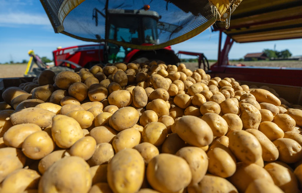 Kartoffelernte bricht um fast ein Viertel ein: Jetzt könnten Pommes-Kartoffeln knapp werden