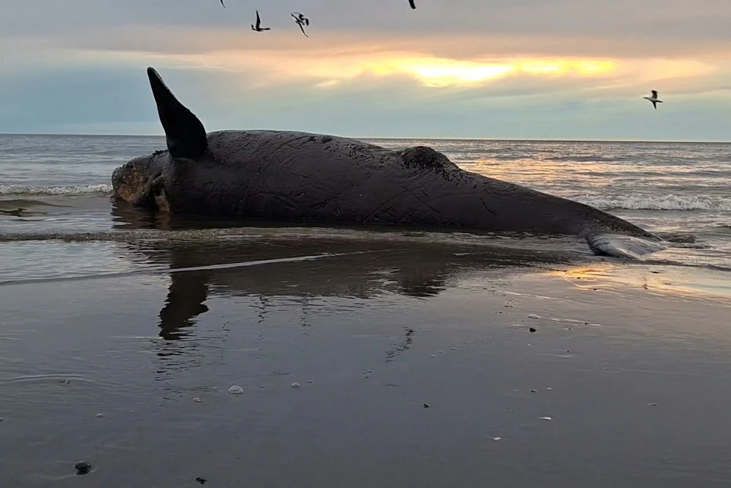 Ein totes Walkalb am Strand bei Puerto Madryn. Forscher rätseln über die ungewöhnlich hohe Sterblichkeit junger Südlicher Glattwale in Patagonien.