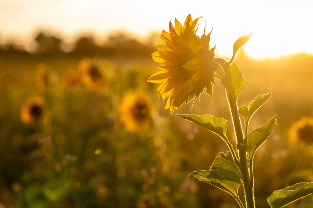 Sonnenblume im Gegenlicht: Am letzten Septembersonntag erwartet der Deutsche Wetterdienst im Südwesten bis zu 32 Grad (Symbolbild).