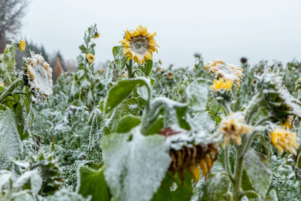 Sonnenblumen unter Schnee: So plötzlich kann der Herbst kippen. Eine alte Bauernregel kündigt nach Sonne am Michaelistag den Winter schon für Mitte Oktober an. (Symbolbild)
