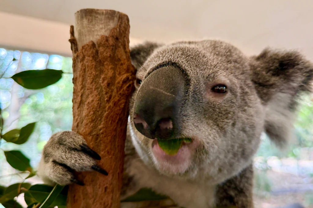 Ein Koala sitzt im Lone Pine Koala Sanctuary. Das Schutzzentrum in Brisbane wurde 1927 gegründet und ist das älteste der Welt.
