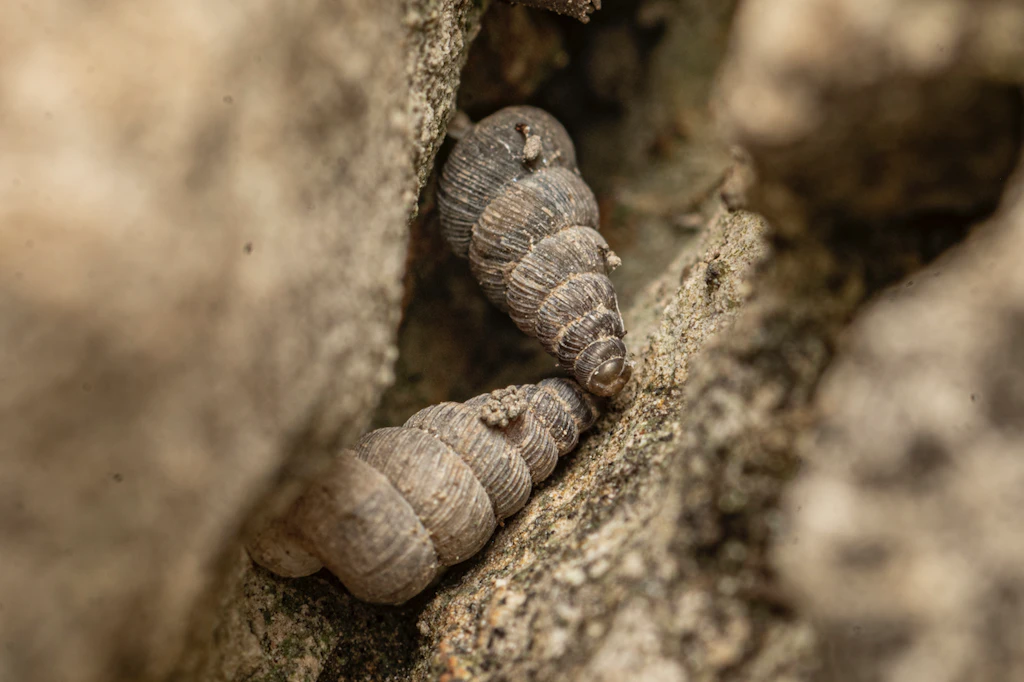Kegelförmig und nur wenige Millimeter groß: Schnecken der Gattung Cochlostoma, zu der die beiden neuen Arten aus Montenegro gehören.