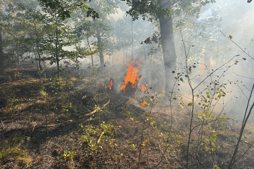 Auf knapp 5000 Quadratmetern wütete am Dienstagnachmittag das Feuer.