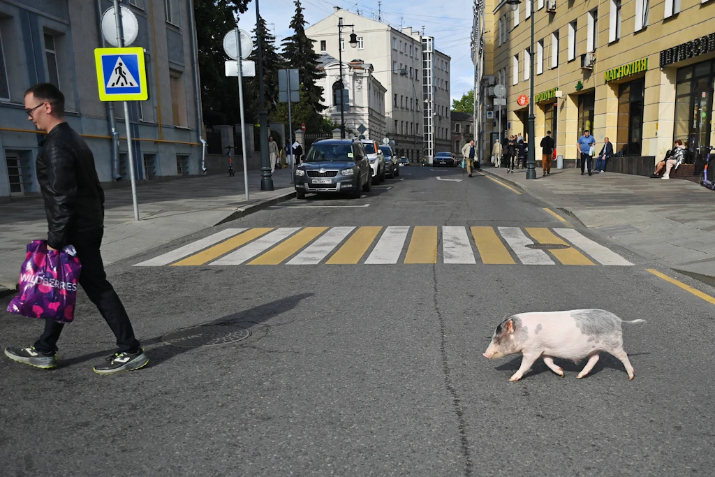 Im Winter liegt das Schwein einer Berlinerin am liebsten auf der Couch und tagsüber macht es einen Spaziergang: Geht nicht, urteilte jetzt das Verwaltungsgericht Berlin (Symbolfoto).