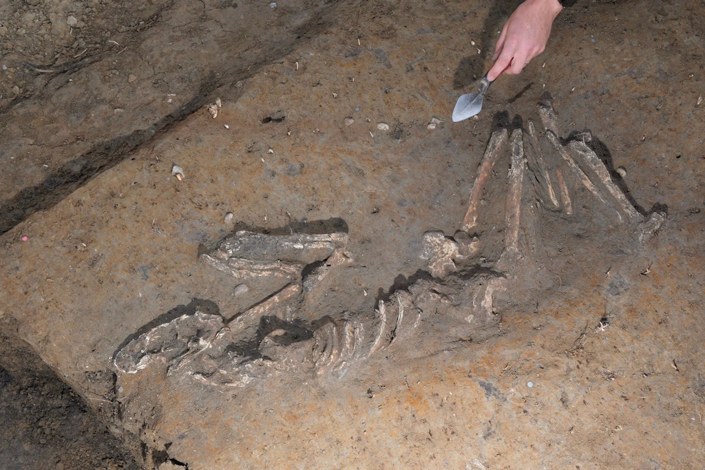 Leipzig: Teile eines menschlichen Skelettes liegen in einem Grabungsfeld auf der Baustelle einer geplanten Schule.