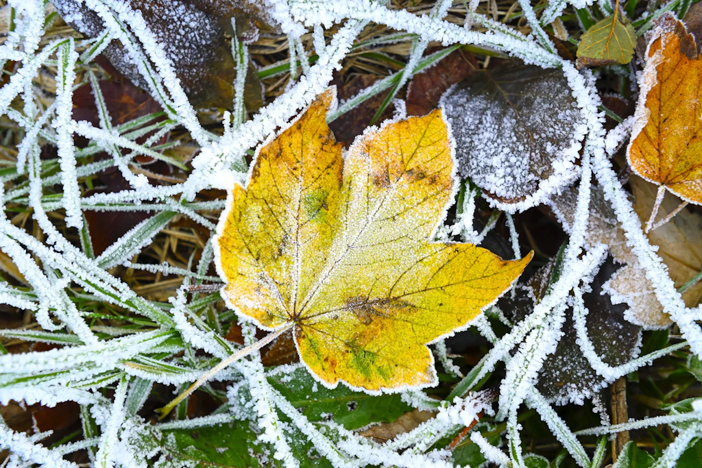 Ahornblatt mit Raureif im Naturschutzgebiet Kirchwerder Wiesen in Hamburg: Ab Mitte nächster Woche ist in klaren Nächten der erste Bodenfrost möglich. (Symbolbild)