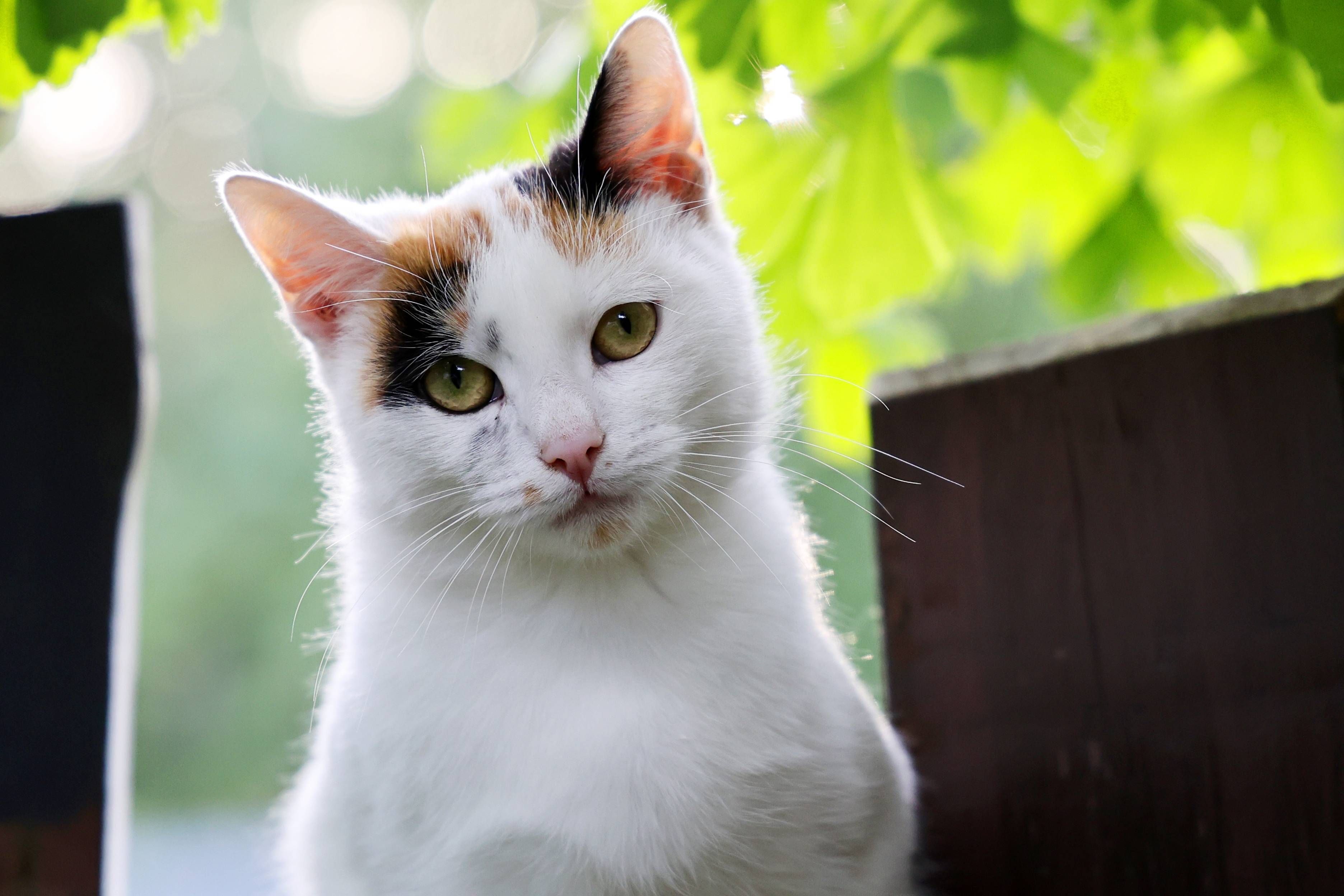 Schock für Tierliebhaber! Diese Futtermarken sollten Sie lieber vermeiden