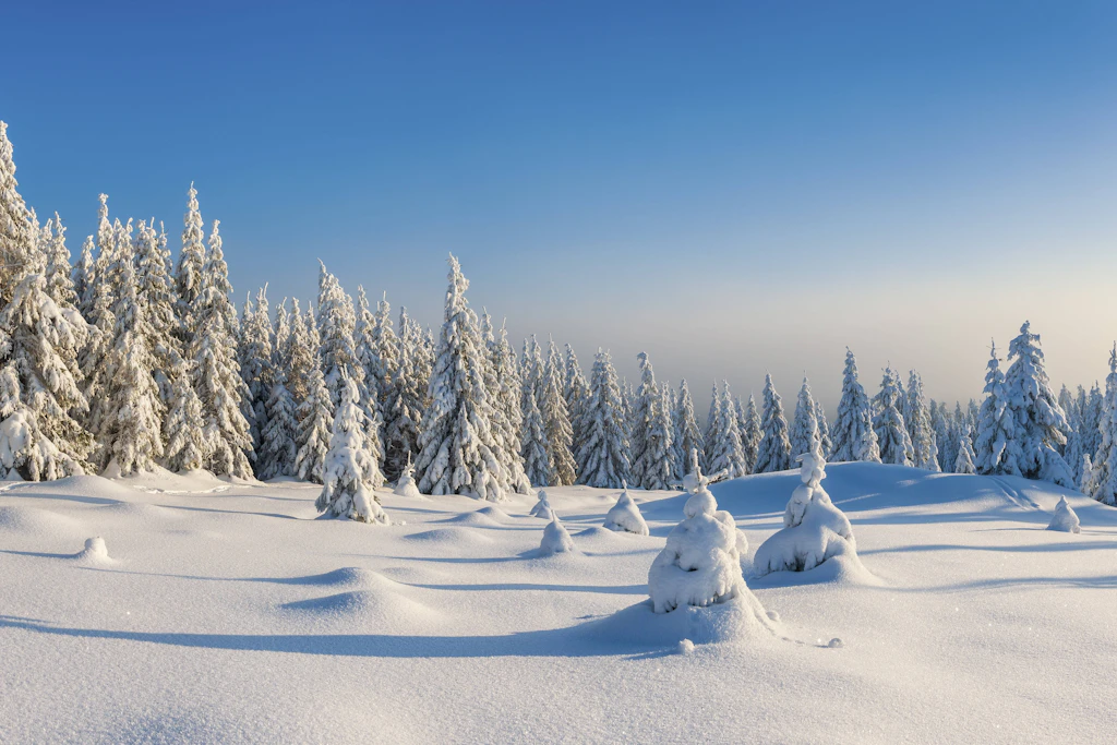 Tief verschneite Fichten im Nationalpark Harz: Kommt nach dem goldenen Oktober der Eiswinter? (Symbolbild)