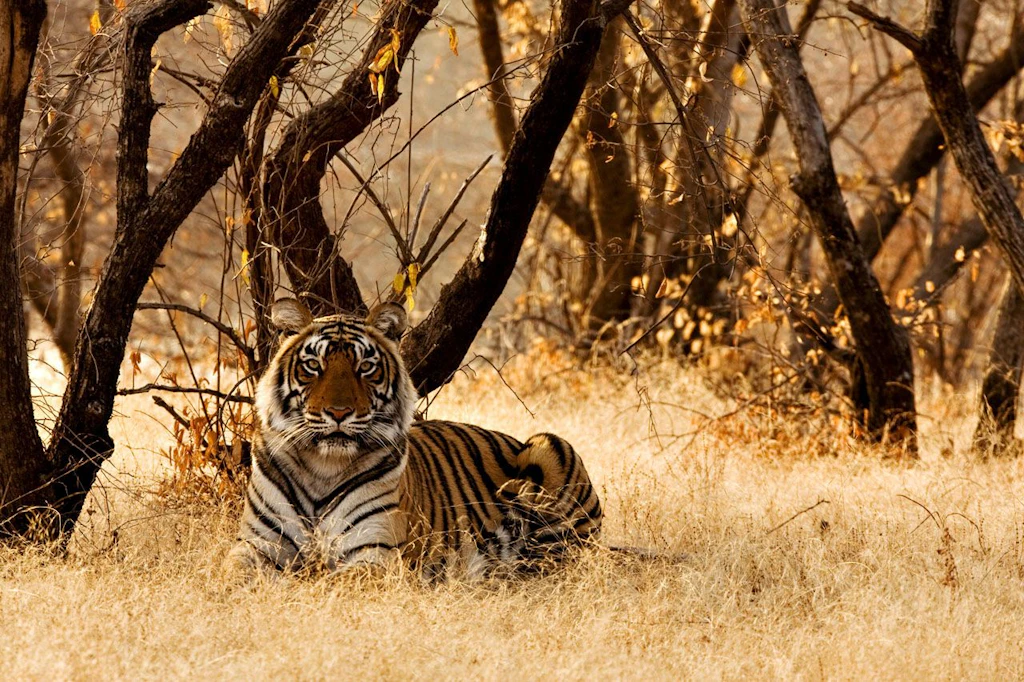 Bengaltiger im Ranthambore-Nationalpark 