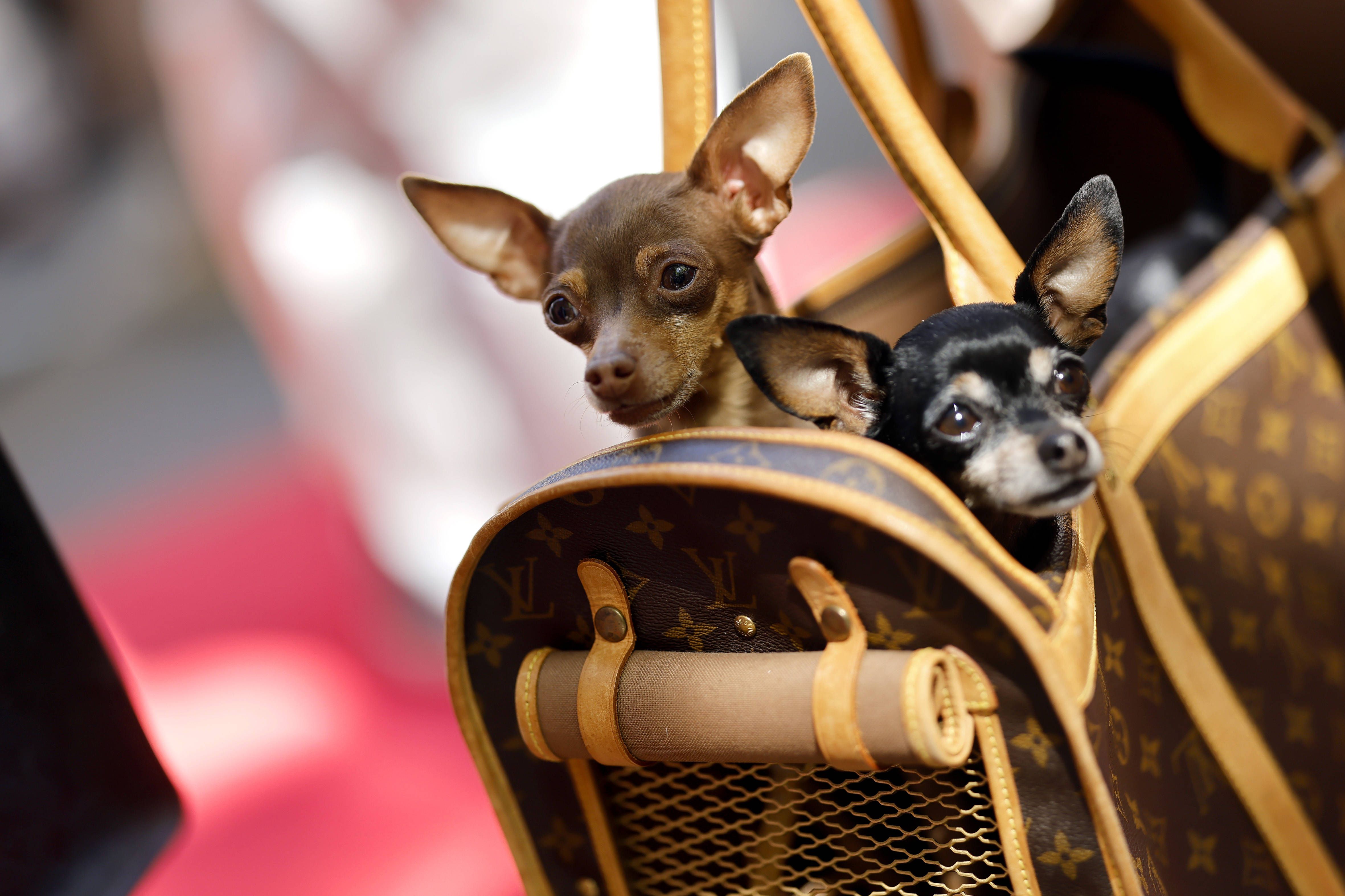 Mann attackiert Frau und ihre Hunde – zwei Chihuahuas sterben