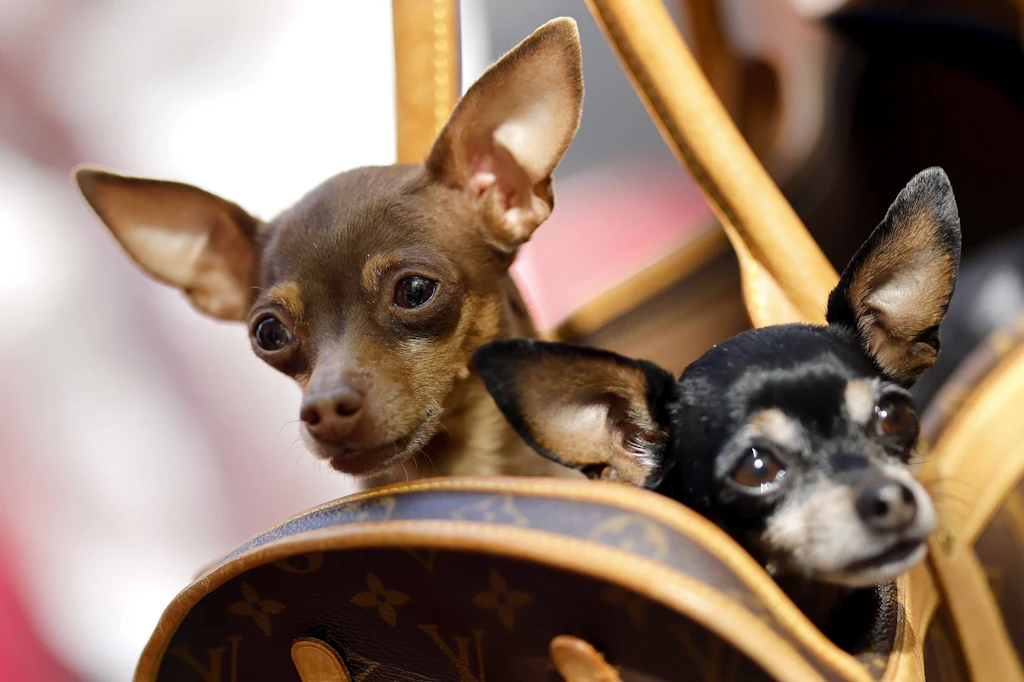Zwei Chihuahuas starben, nachdem ein Mann mit ihrer Besitzerin in Streit geraten war und die kleinen Hunde attackierte. (Symbolfoto)