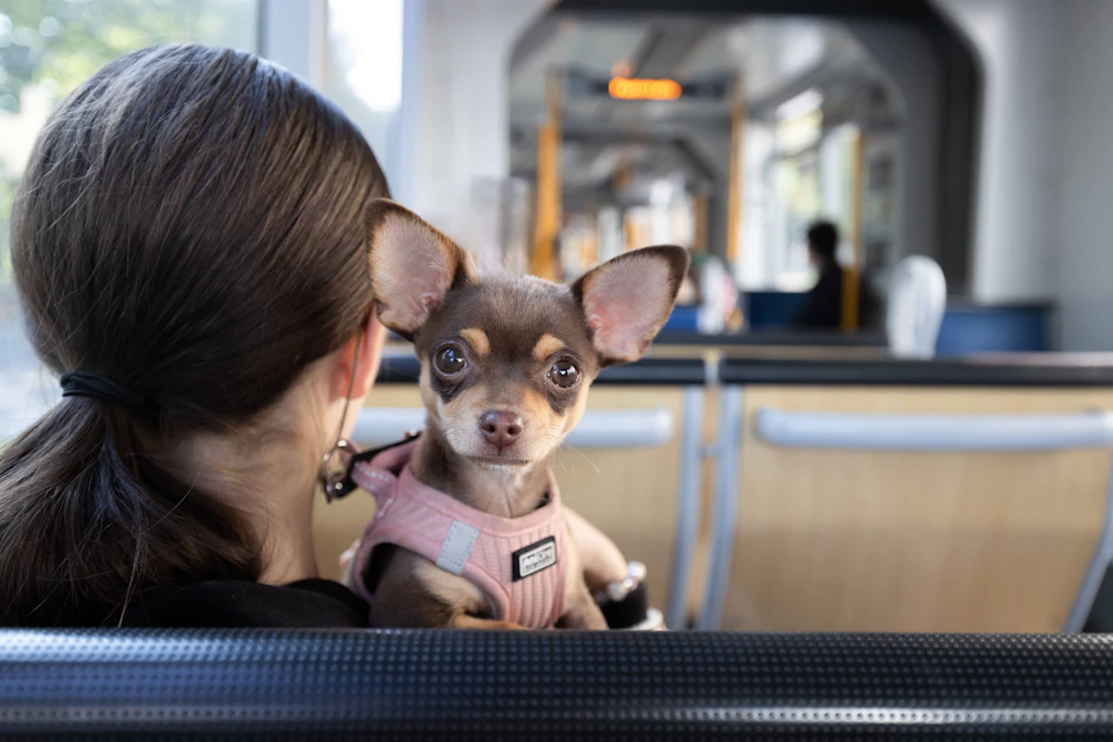 Die Hundehalterin war mit drei Hunden in Sebnitz unterwegs. Zwei Chihuahuas überlebten die Tritte des Angreifers nicht. (Symbolfoto)