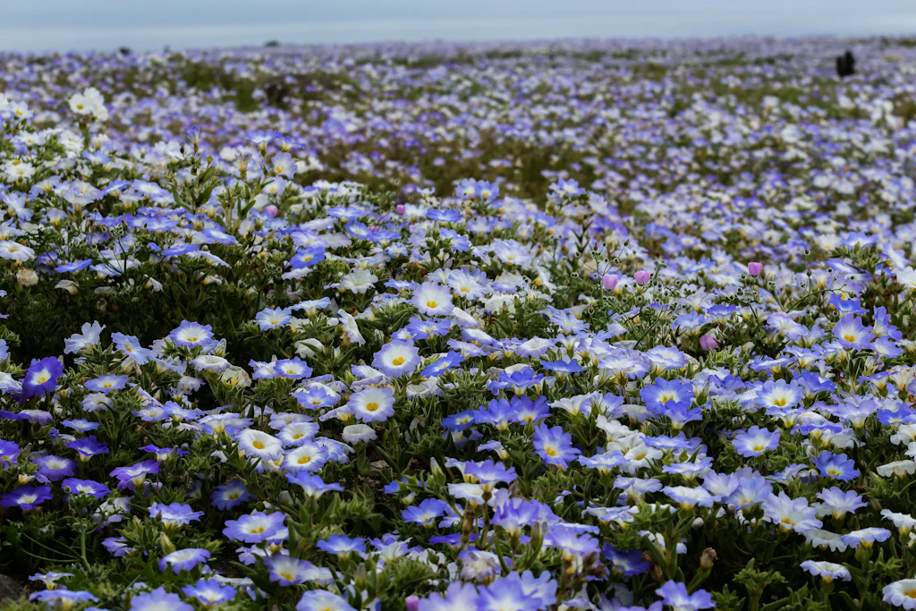 Violette Blüten in der Atacama-Wüste in Chile Anfang September 2026. Nach außergewöhnlich starken Regenfällen verwandeln sich weite Teile der sonst extrem trockenen Landschaft in ein Blütenmeer.
