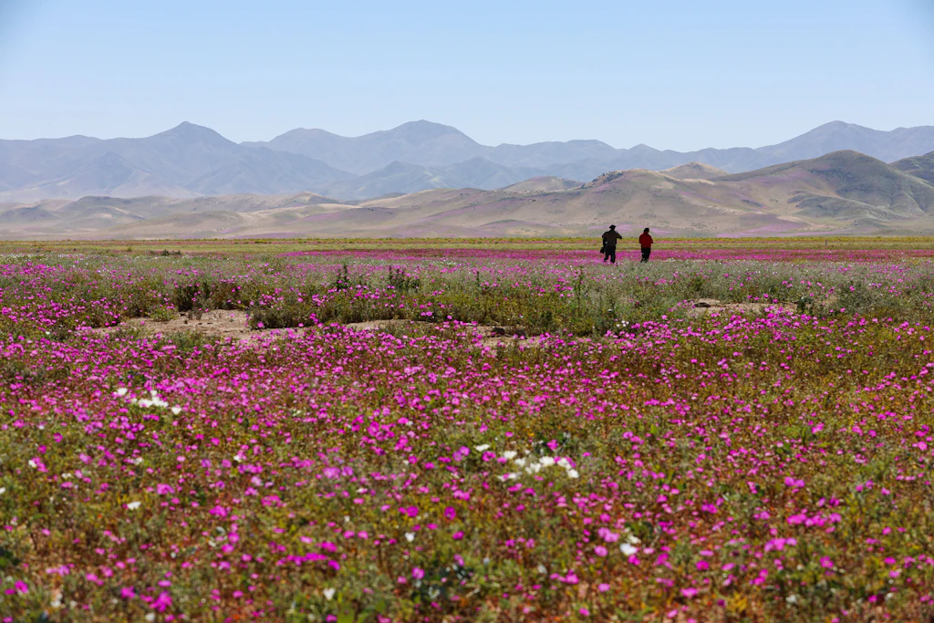 Chile: Touristen genießen den Anblick blühender Blumen in der Atacama-Wüste nahe Copiapó.