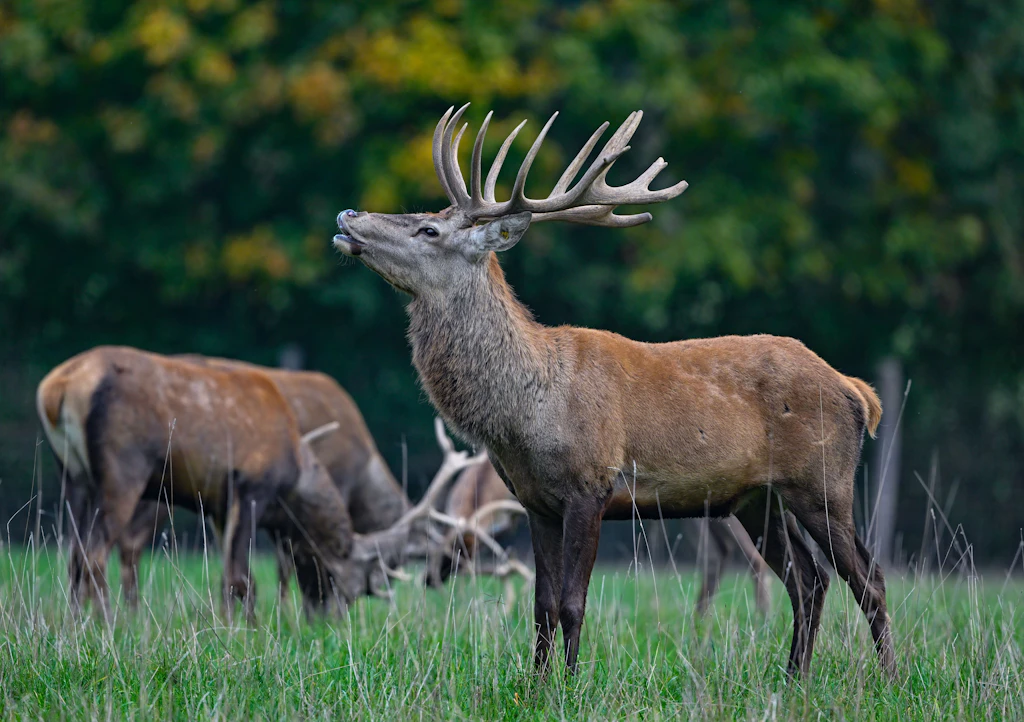 Hirsch fällt auf Jäger: Jagd endet mit Rettungshubschrauber-Einsatz