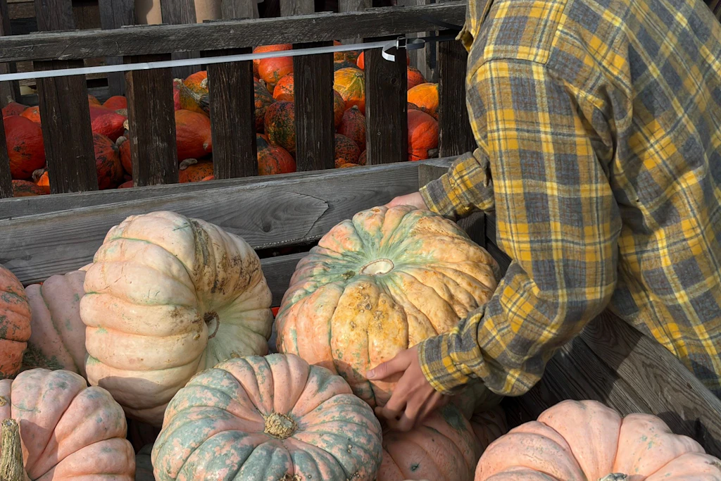 Das Herbstfest in Schöneberg lädt jeden ein, die Vielfalt an Kürbissen zu bestaunen.