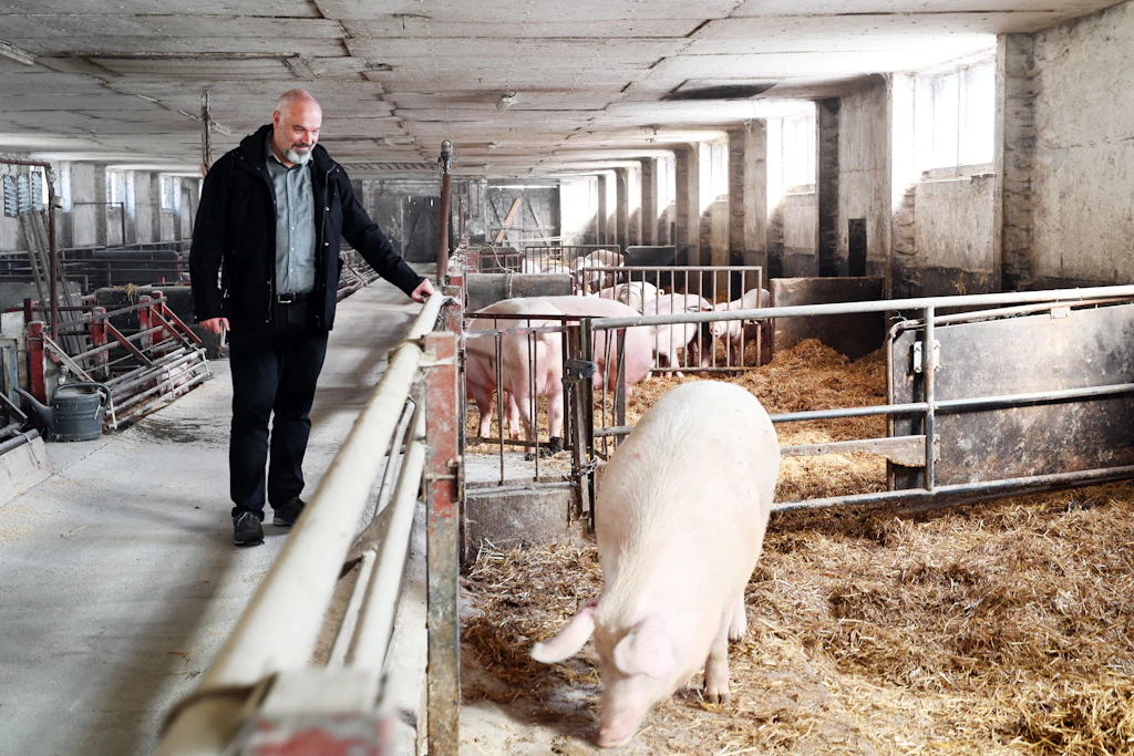 Torsten Krawczyk hat eine Schweinezucht mit 100 Tieren in Sachsen. Die Selbstvermarktung trägt sich gerade noch, doch konventionelle Mastbetriebe machen pro Schwein 20 bis 50 Euro Verluste.