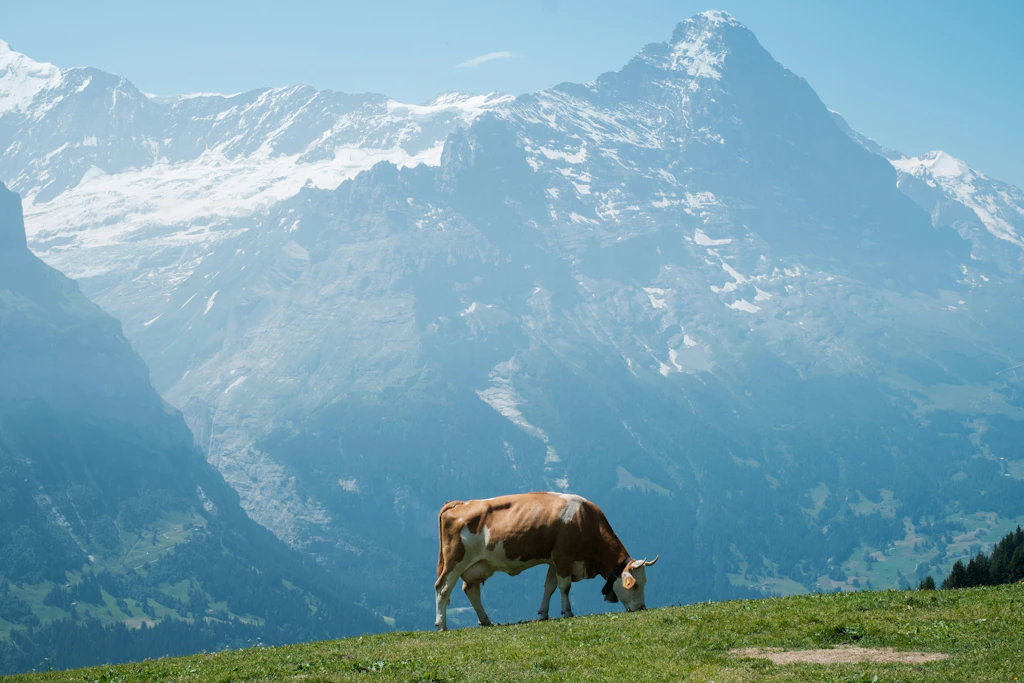 Köstliche Kaloriengebirge: Die Schweiz hat nicht nur das Matterhorn