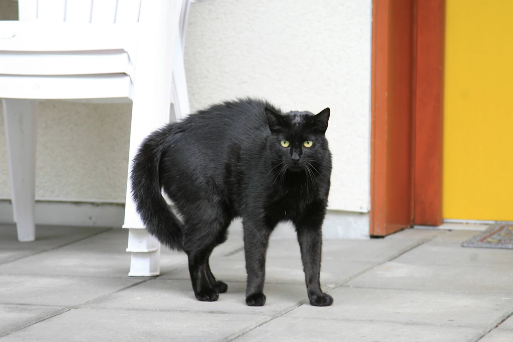 Die klassische Halloween-Pose: Diese Katze macht einen Buckel und fixiert ihr Gegenüber mit starrem Blick. (Symbolbild)