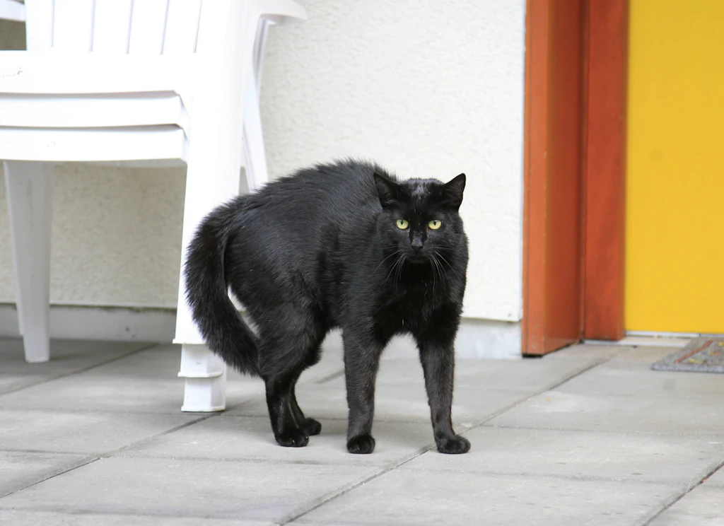 Halloween-Pose: Wenn Ihre Katze diesen Buckel macht, sollten Sie auf den Kopf achten