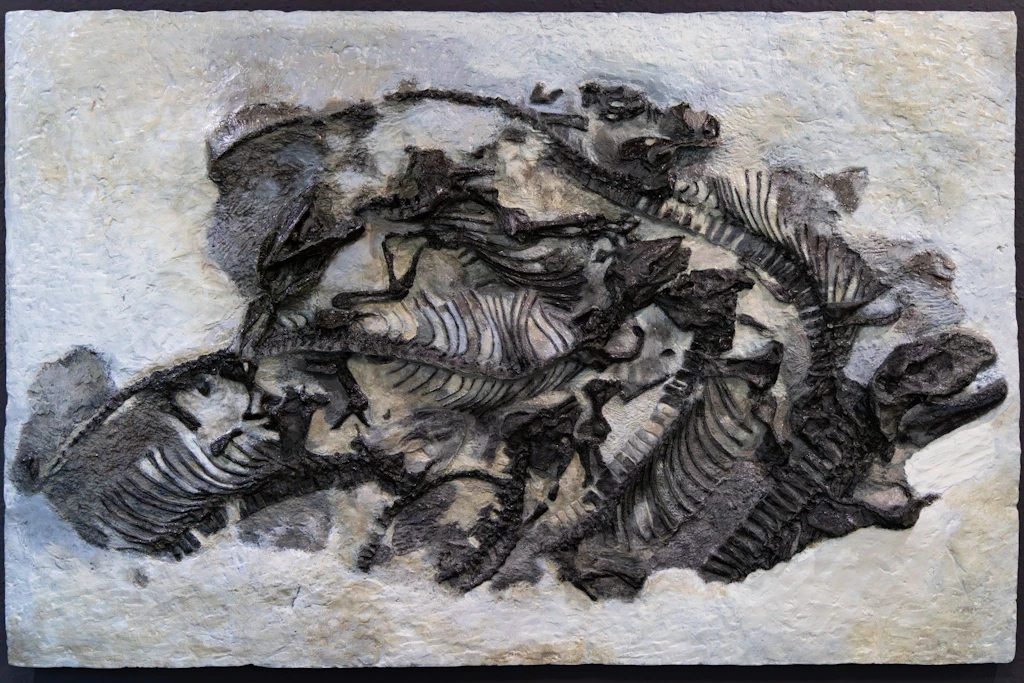 Freitaler Saurierplatte wird im Naturkundemuseum Chemnitz ausgestellt