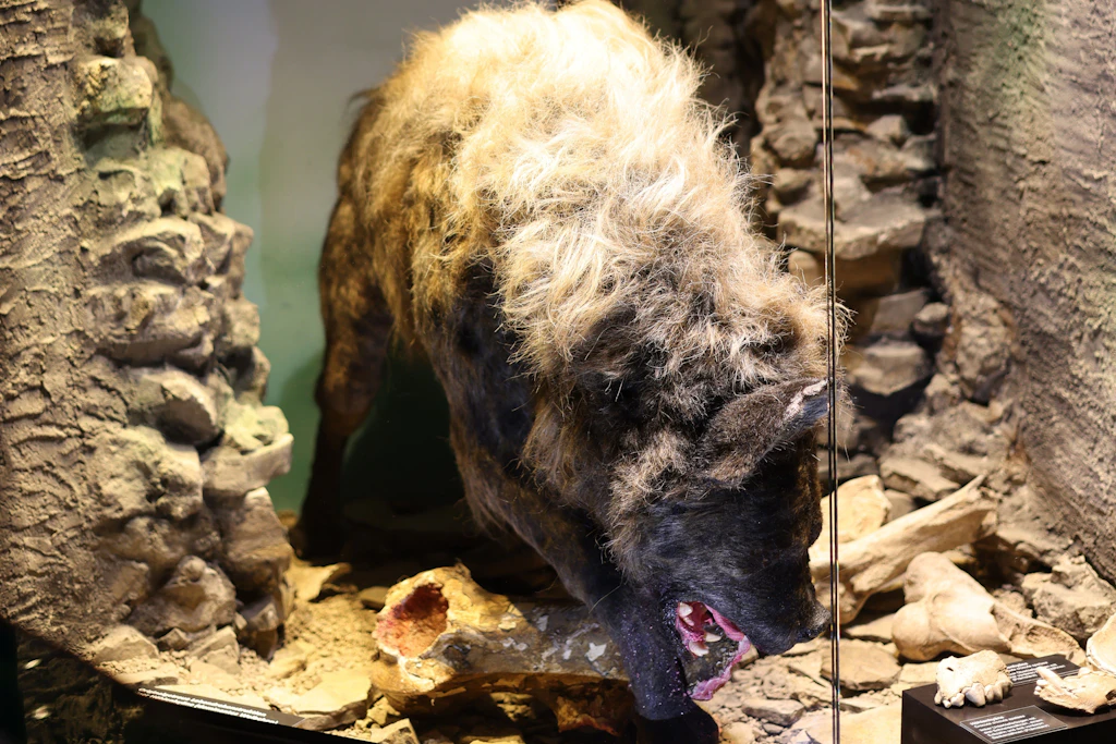 Eine weitere Rekonstruktion: Höhlenhyäne des wissenschaftlichen Bildhauers Remie Bakker im Museum für Naturkunde Gera.