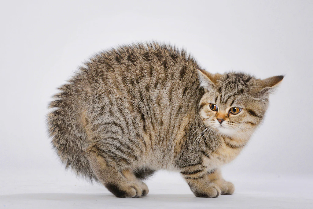 Gesträubtes Fell, angelegte Ohren: Hinter der Drohgebärde steckt bei dieser jungen Katze vor allem Angst. (Symbolbild)