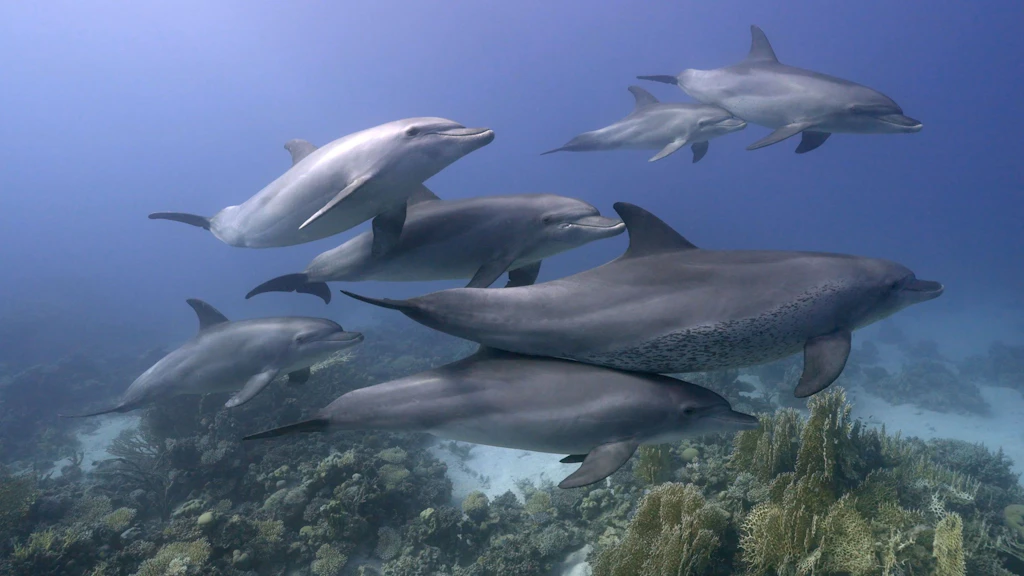Naturfilmfestival: Zum Abschluss laufen am Sonntag im Ozeaneum fünf Meeresdokus, darunter Filme über Haie, Delfine und Buckelwale.