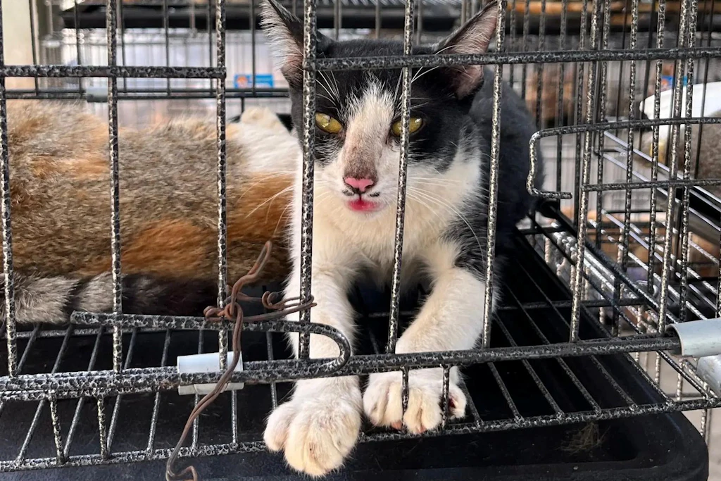 Beschlagnahmte Katzen in Ho-Chi-Minh-Stadt. Viele waren mutmaßlich gestohlene Haustiere und für den Fleischhandel bestimmt.