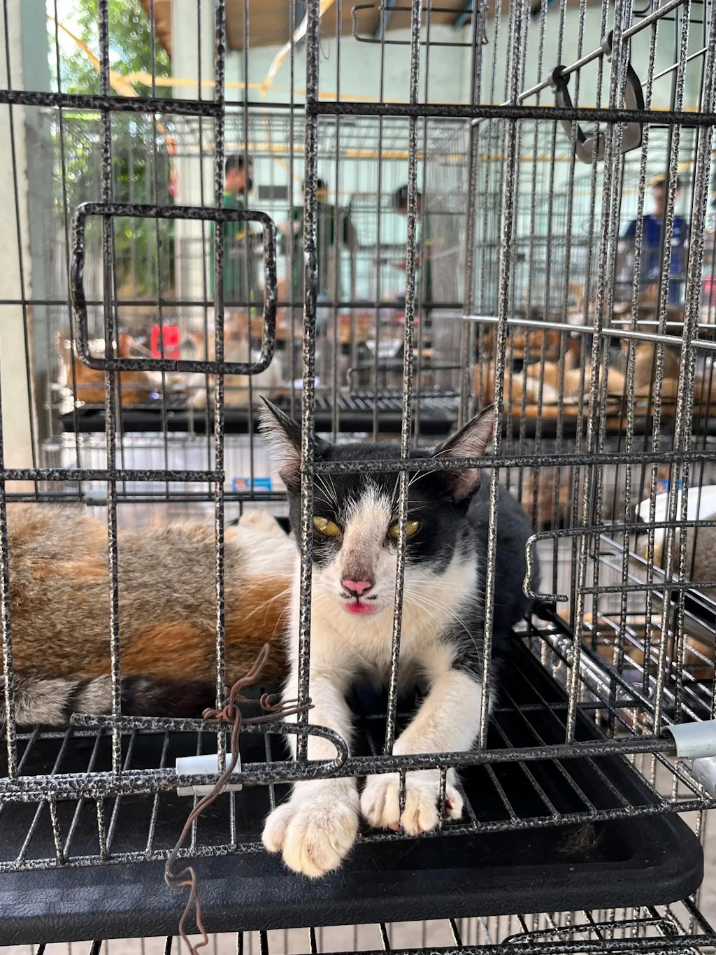 Nächtliche Jagd auf Katzen: Bande soll 2700 Tiere für Fleischhandel gestohlen haben